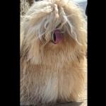 Milo (Valient)