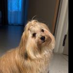 Milo (Valient)