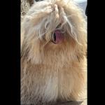 Milo (Valient)
