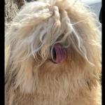 Milo (Valient)