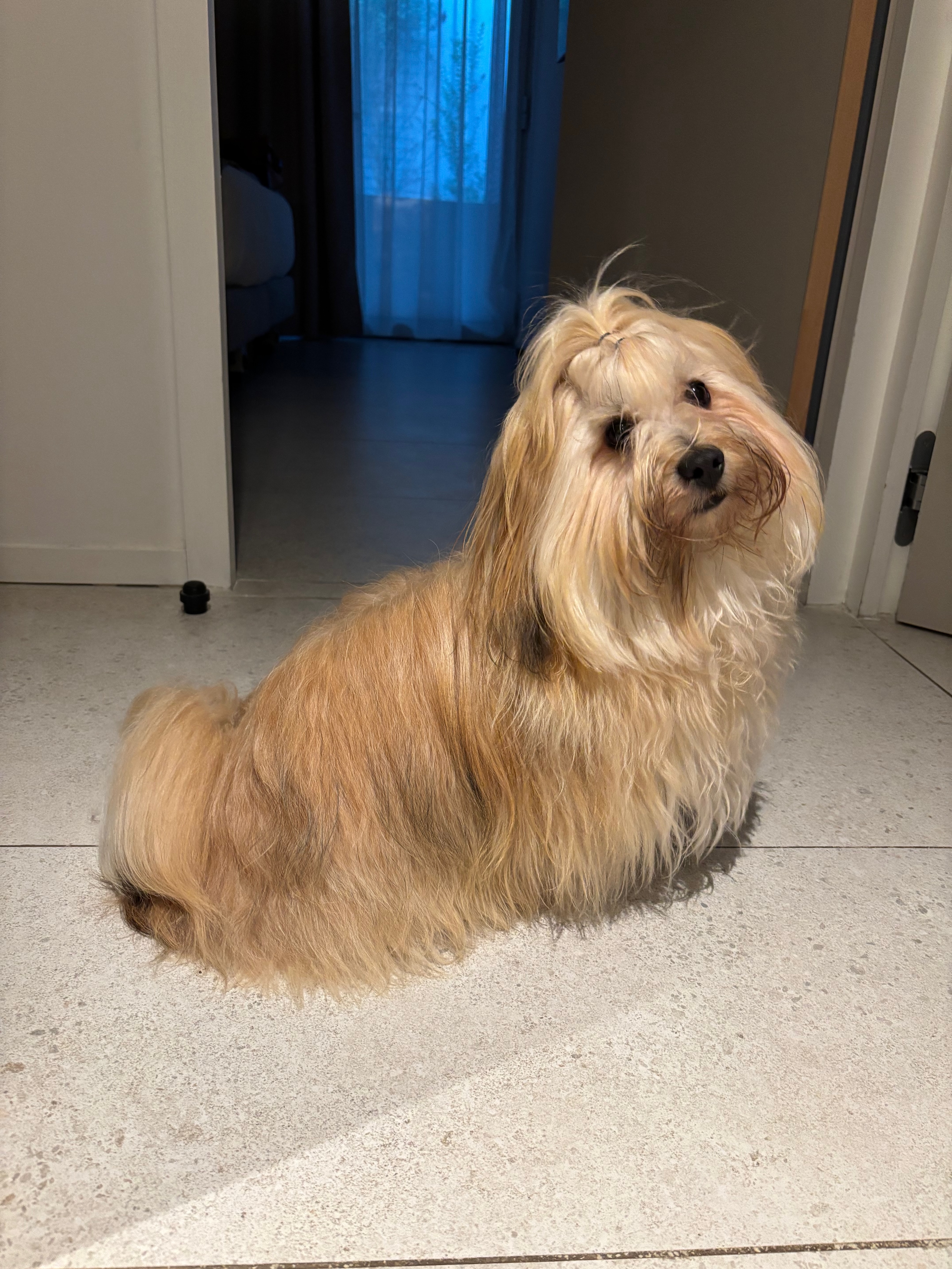 Milo (Valient)