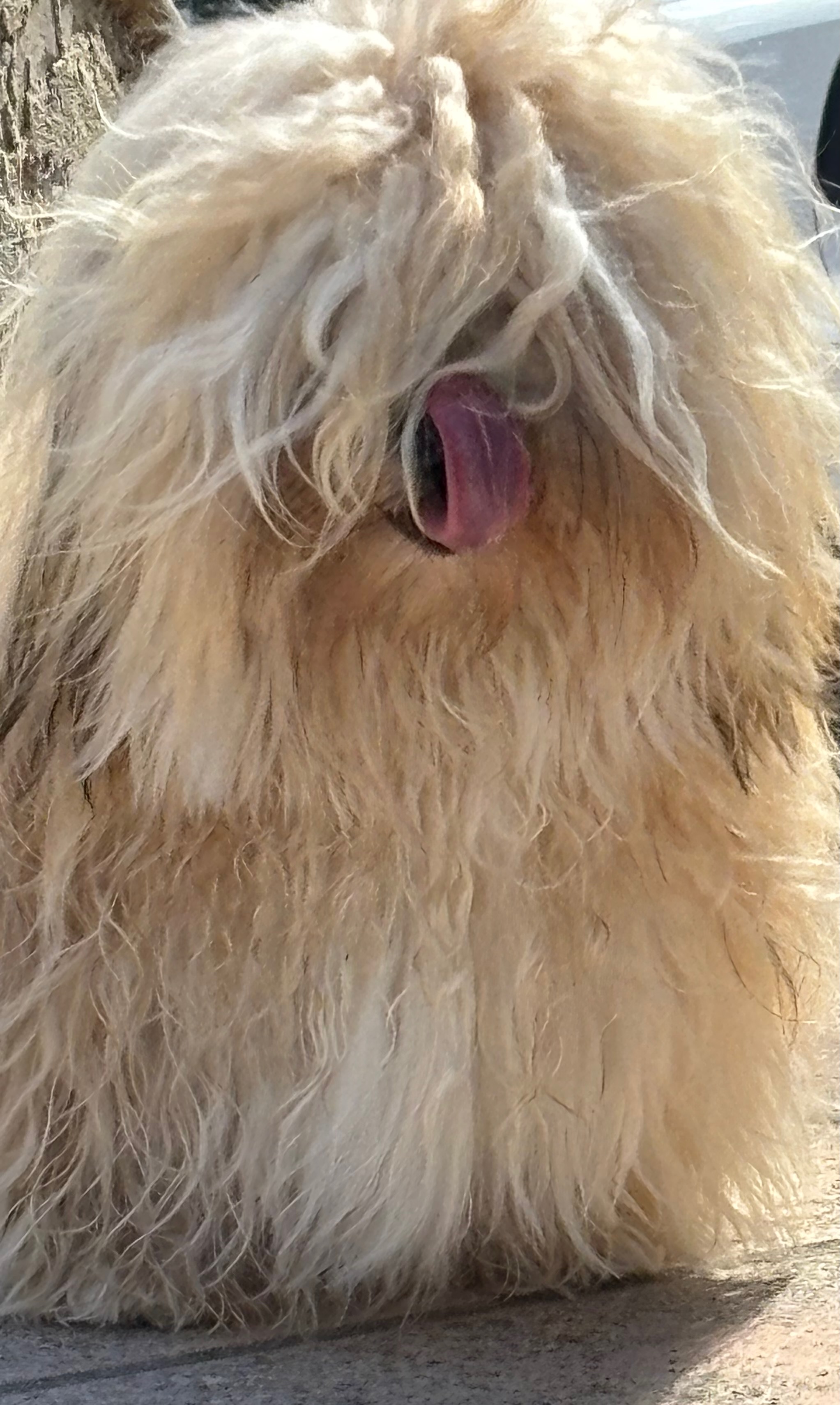 Milo (Valient)