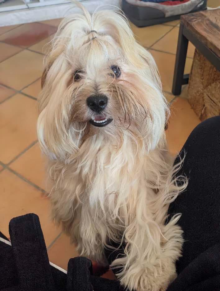 Milo (Valient)