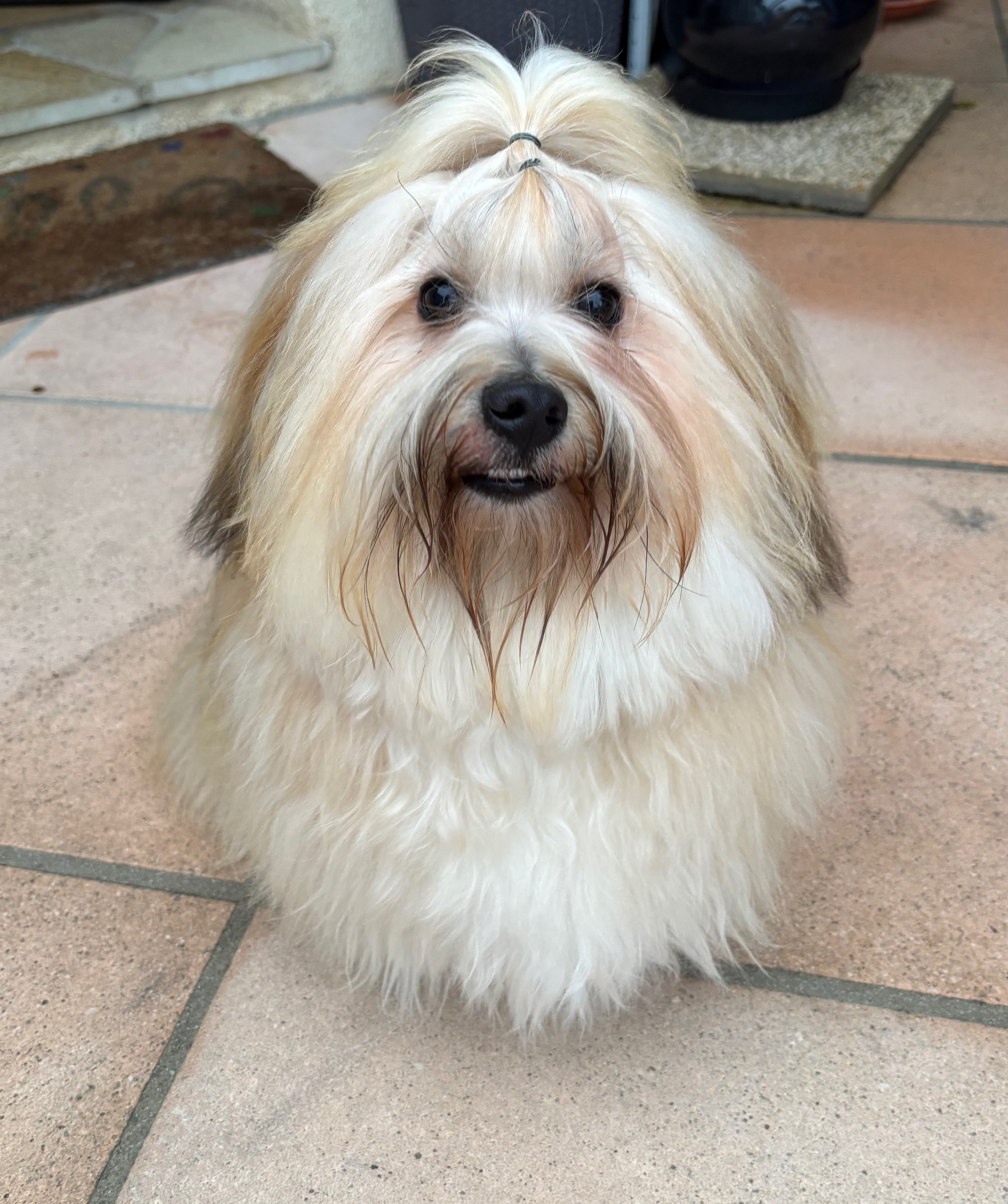 Milo (Valient)