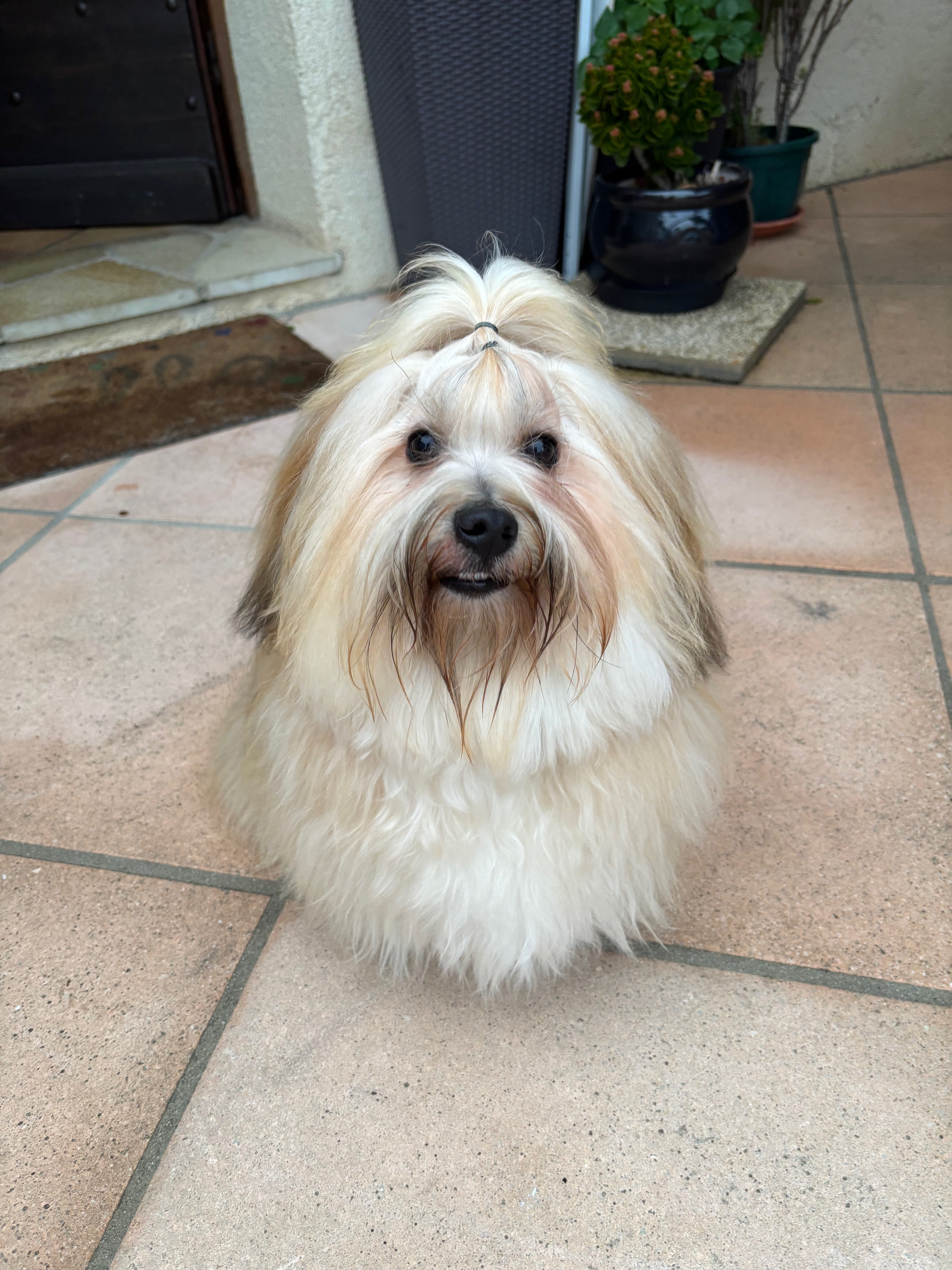 Milo (Valient)