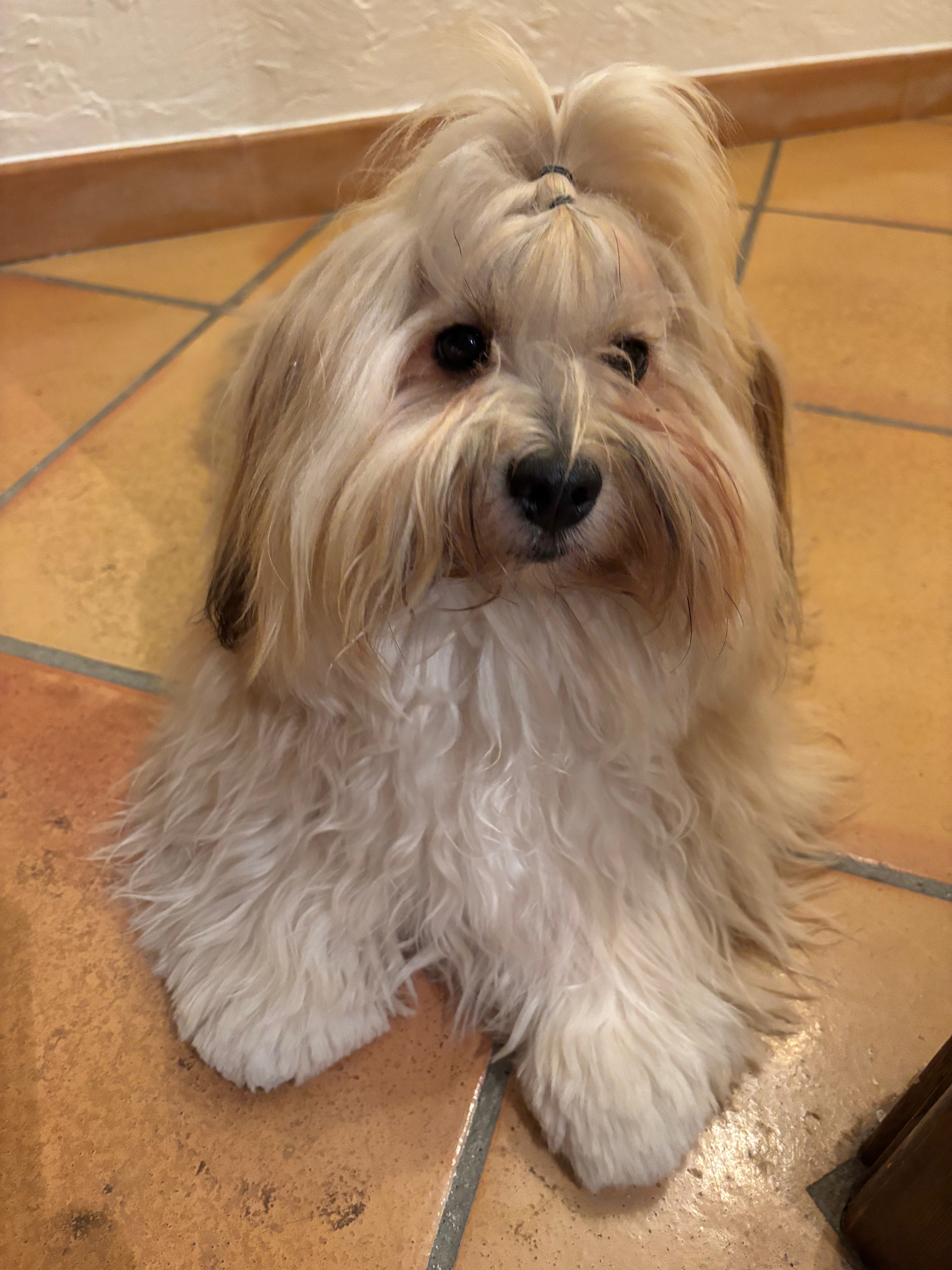 Milo (Valient)