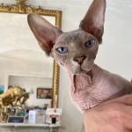Beerus