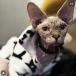 Beerus