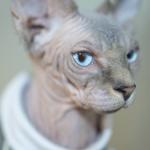 Beerus