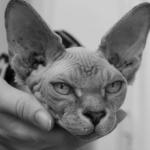 Beerus