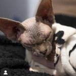 Beerus