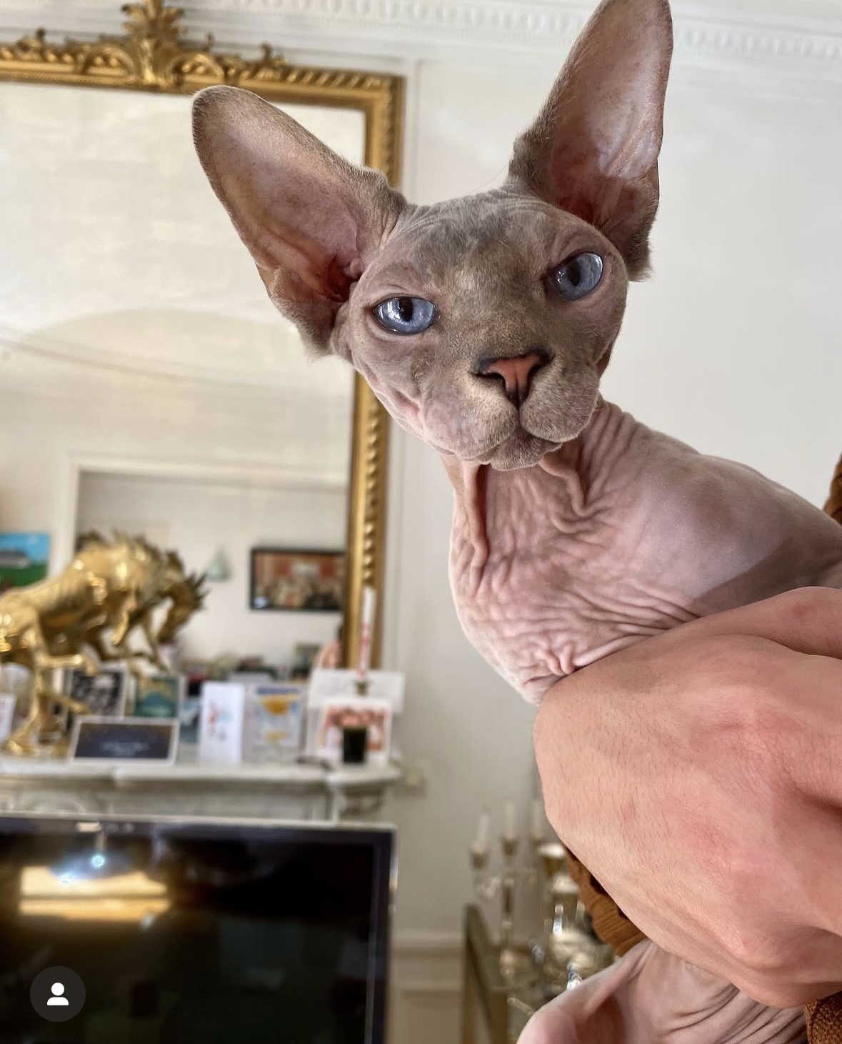 Beerus