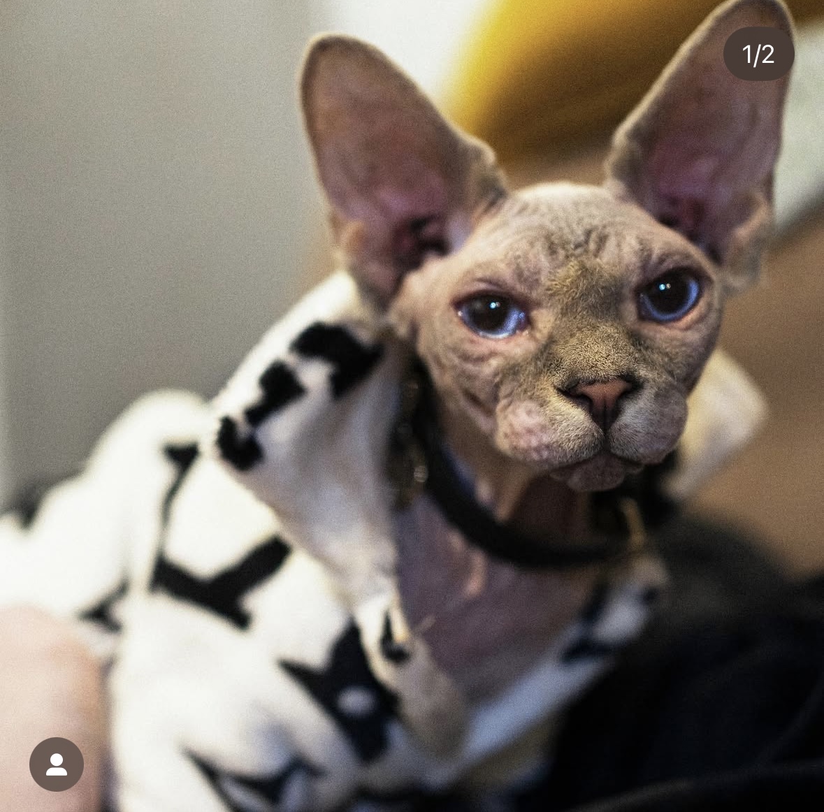 Beerus