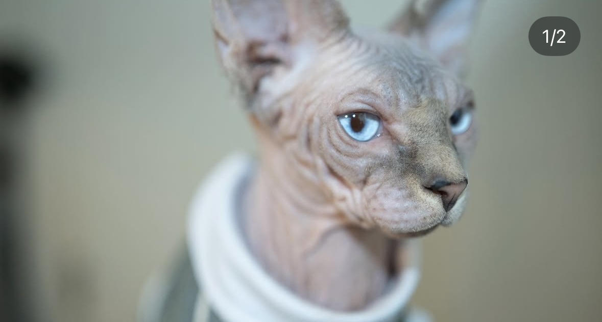 Beerus