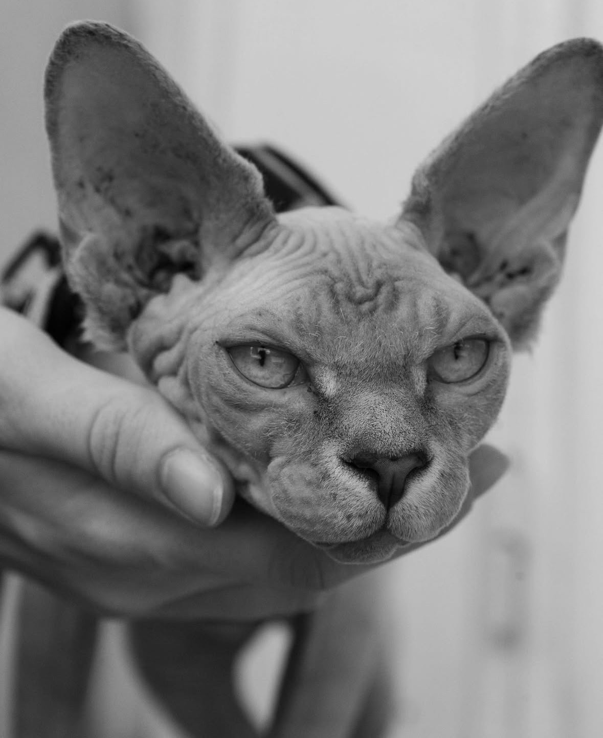 Beerus